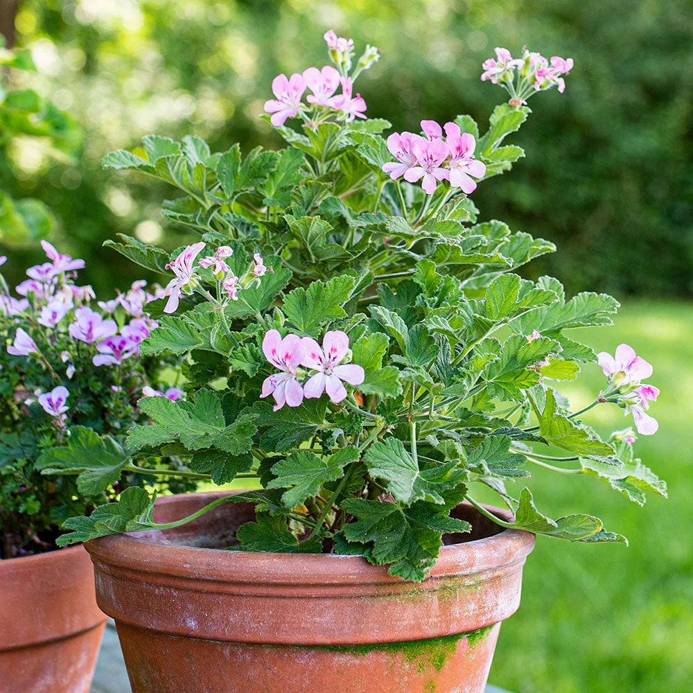 indoor Plants Can Boost Your Mood