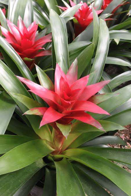 Red Bromeliad