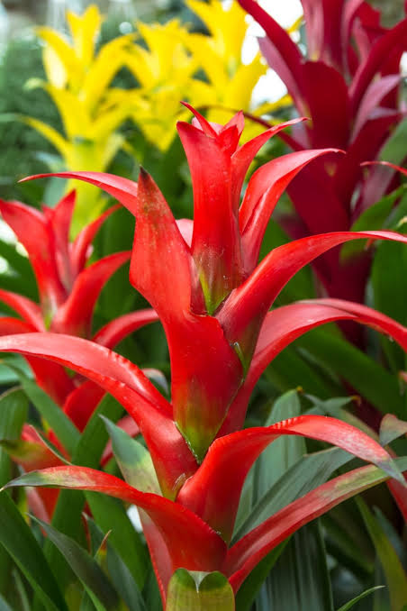 Red Bromeliad