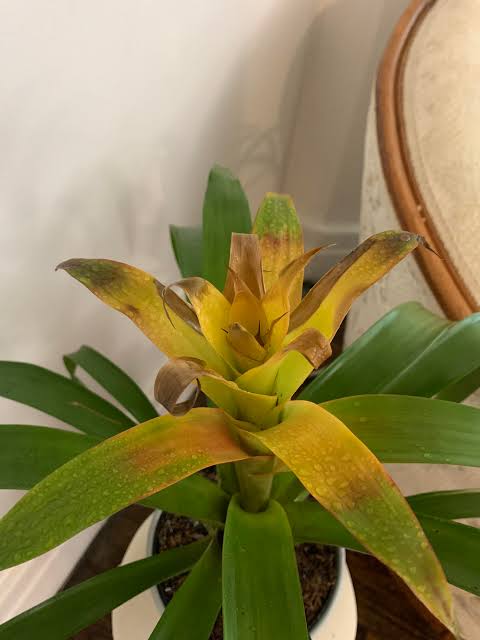 Bromeliad Leaves Turning Yellow