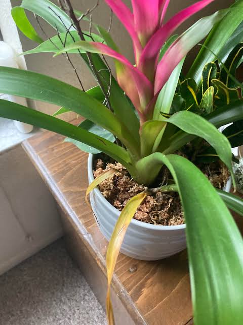 Bromeliad Leaves Turning Yellow