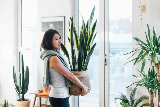 Indoor Plants Can Boost Your Mood