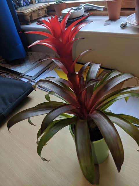 bromeliad leaves curling inward