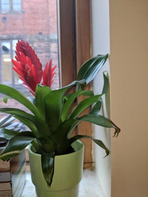 bromeliad leaves curling inward