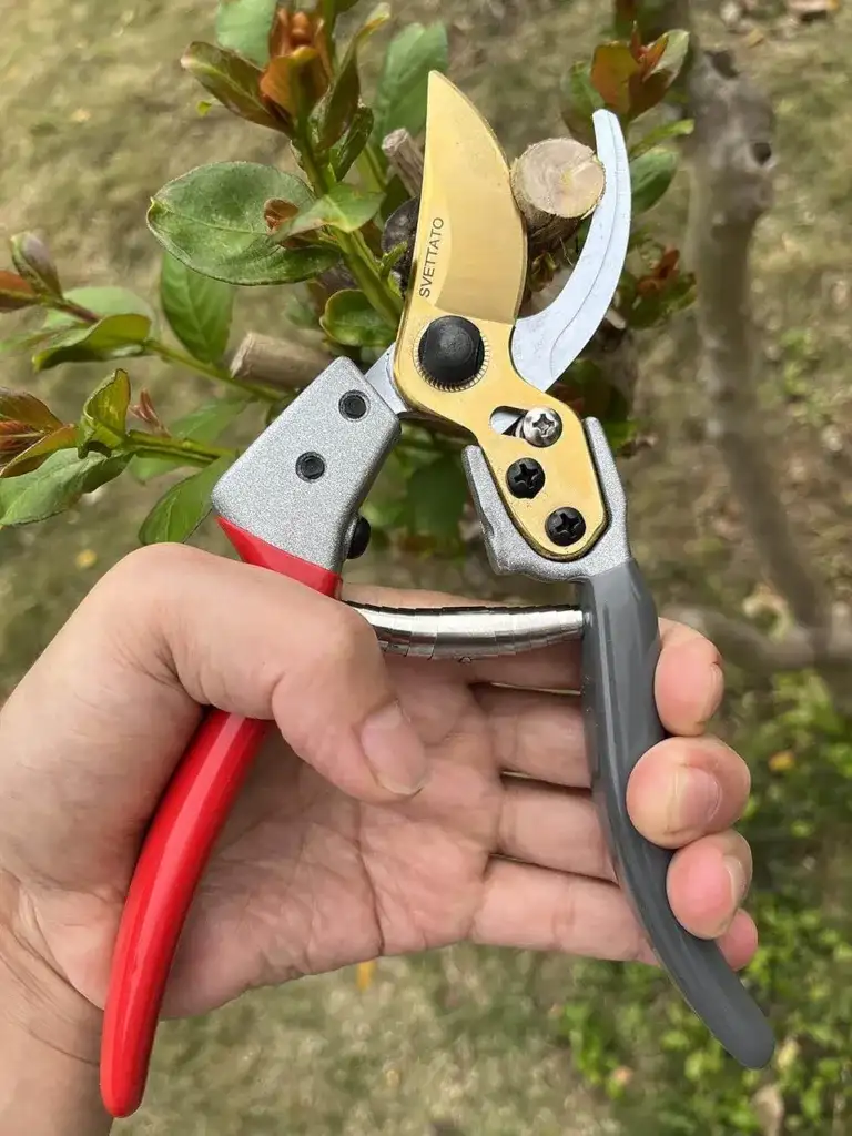 How to Trim a ZZ Plant