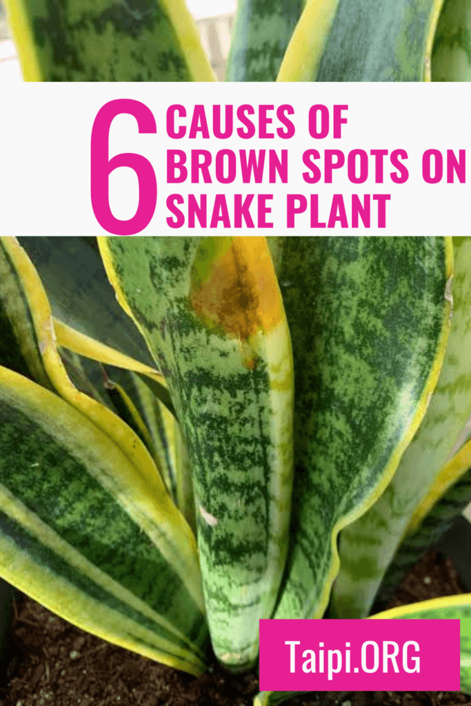 Brown Spots on Snake Plant