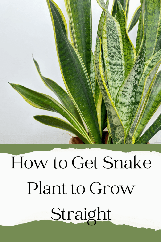 How to Get Snake Plant to Grow Straight