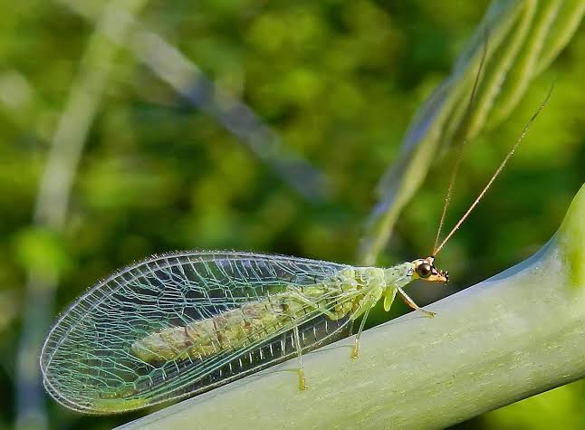 Beneficial Bugs for Houseplants