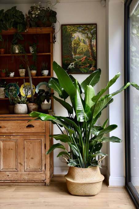 10 Benefits of Indoor Plants