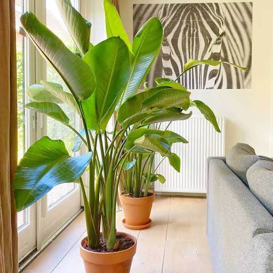 10 Benefits of Indoor Plants