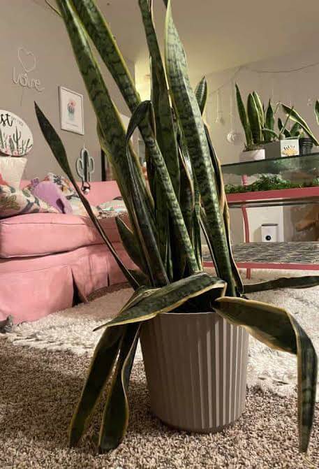 How to Get Rid of Dead Leaves on a Snake Plant