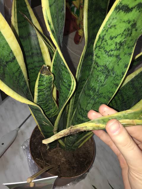 How to Get Rid of Fungus Gnats Snake Plant