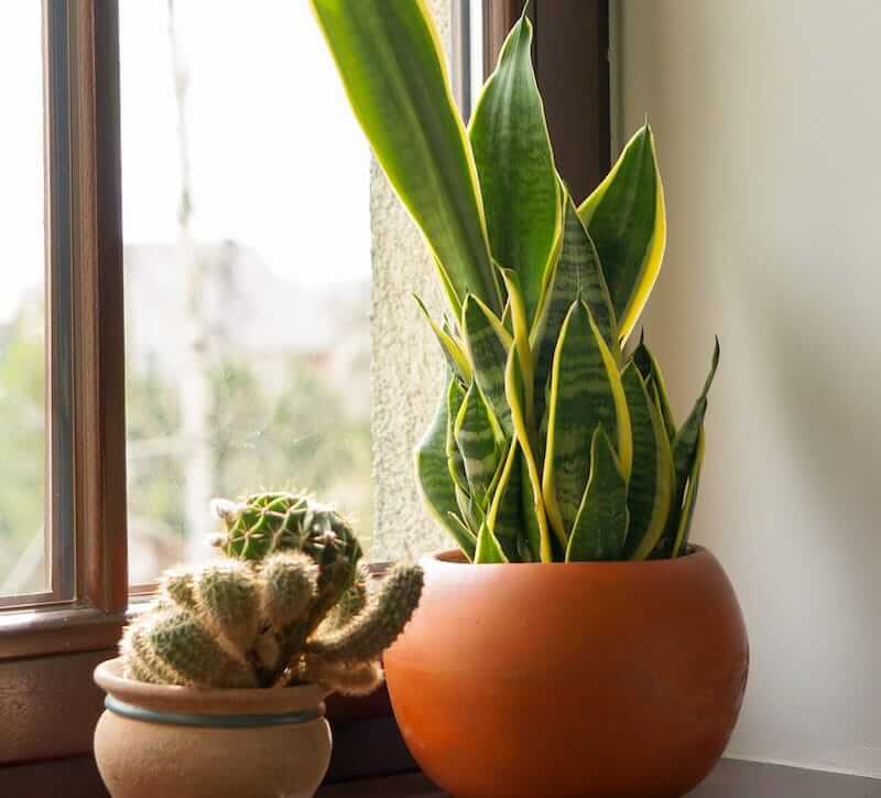 Snake Plant Leaves Splitting