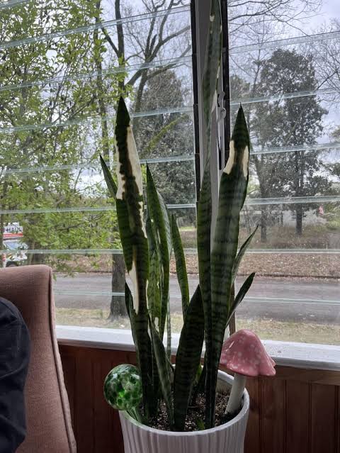 Snake Plant Turning White