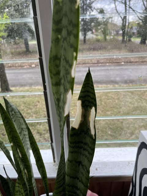 Snake Plant Turning White