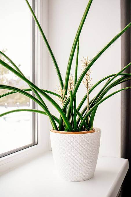 Cylinder Snake Plant