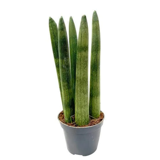 Cylinder Snake Plant