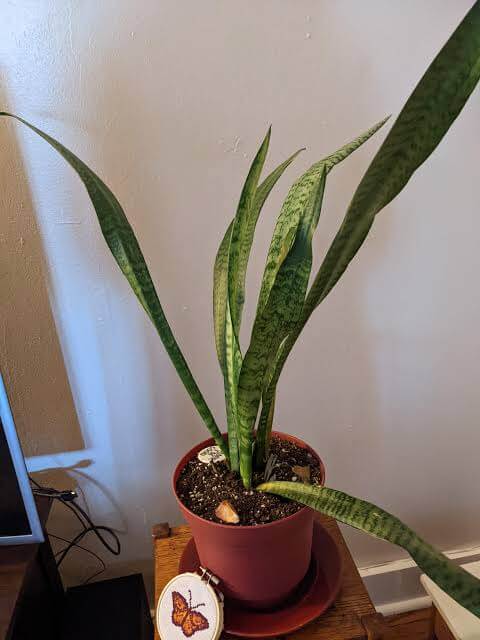 Why Snake Plant Leaves Fall Over