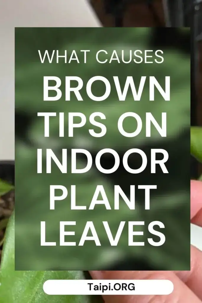 Brown Tips on Indoor Plant Leaves