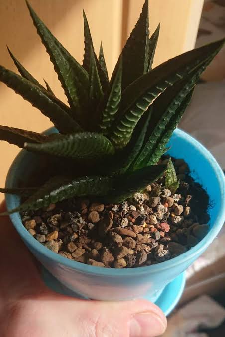 Can You Use Compost Orchid for Aloe Vera Plant?