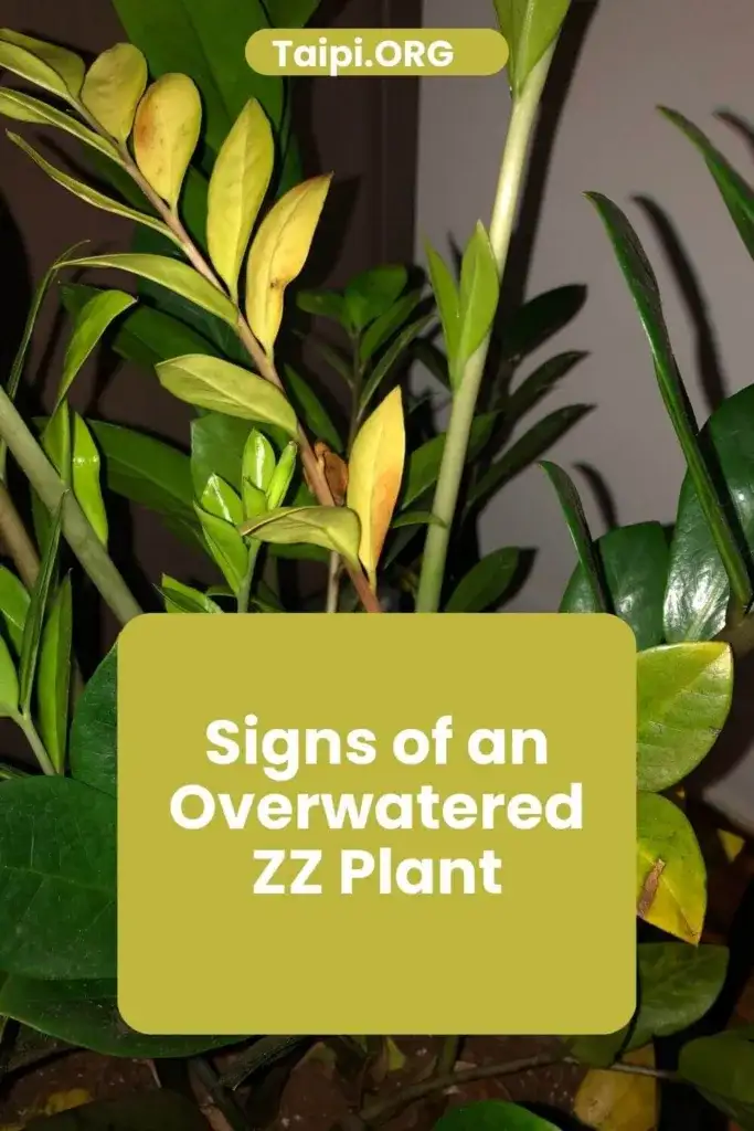 What Does an Overwatered ZZ Plant Look Like