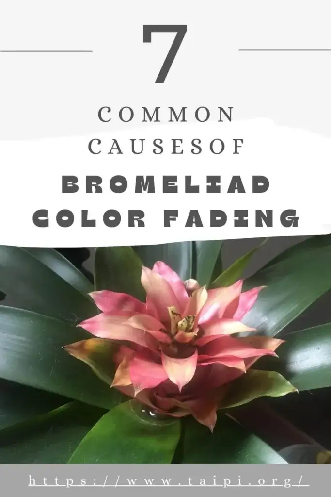 Bromeliad Color Fading