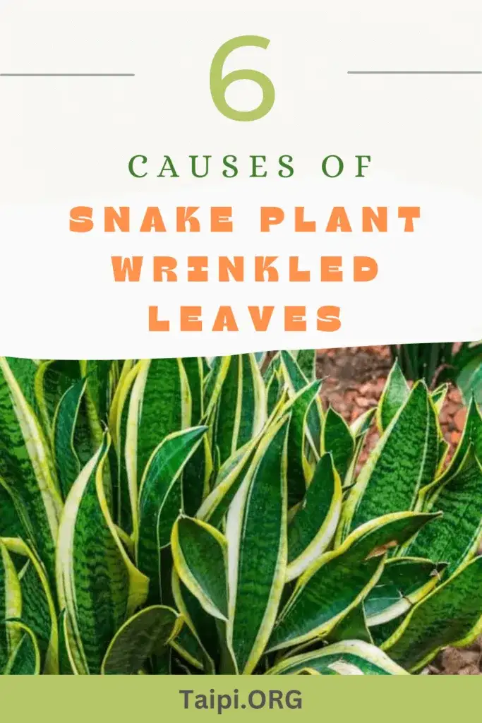 Snake Plant Leaves Wrinkled