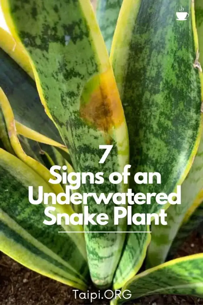 Underwatered snake plant