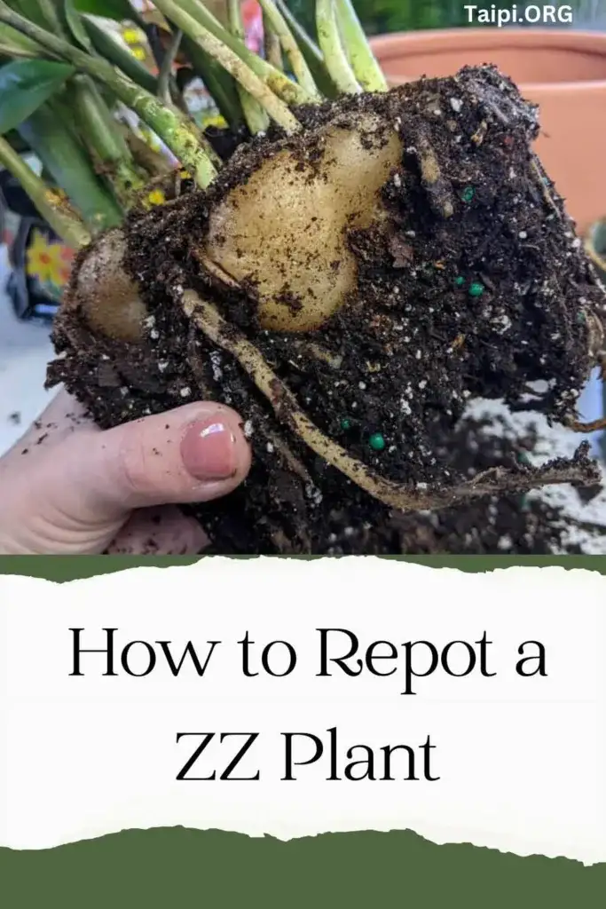 When to Repot ZZ Plant