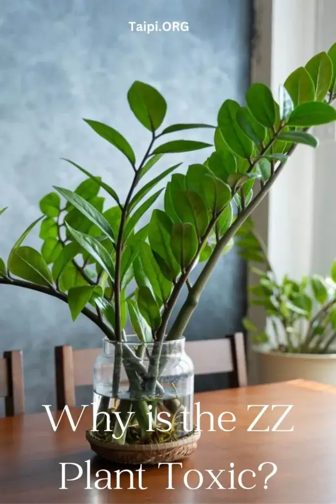 Is a ZZ Plant Poisonous to Cats?