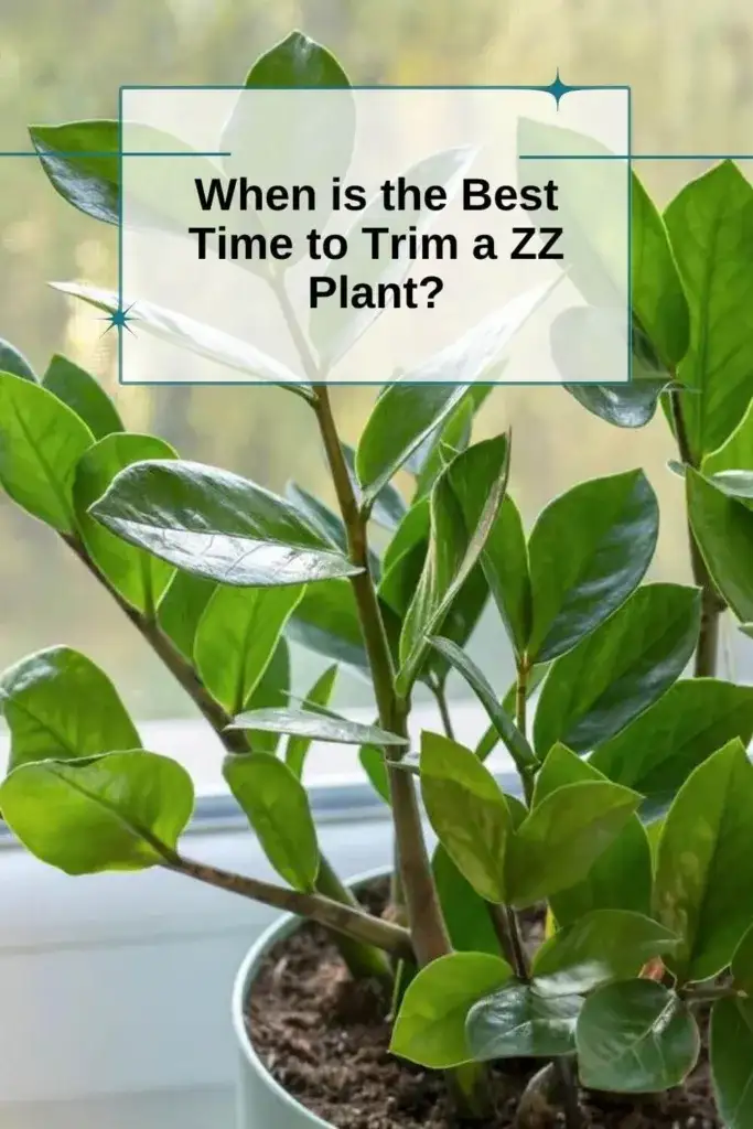 How to Trim a ZZ Plant