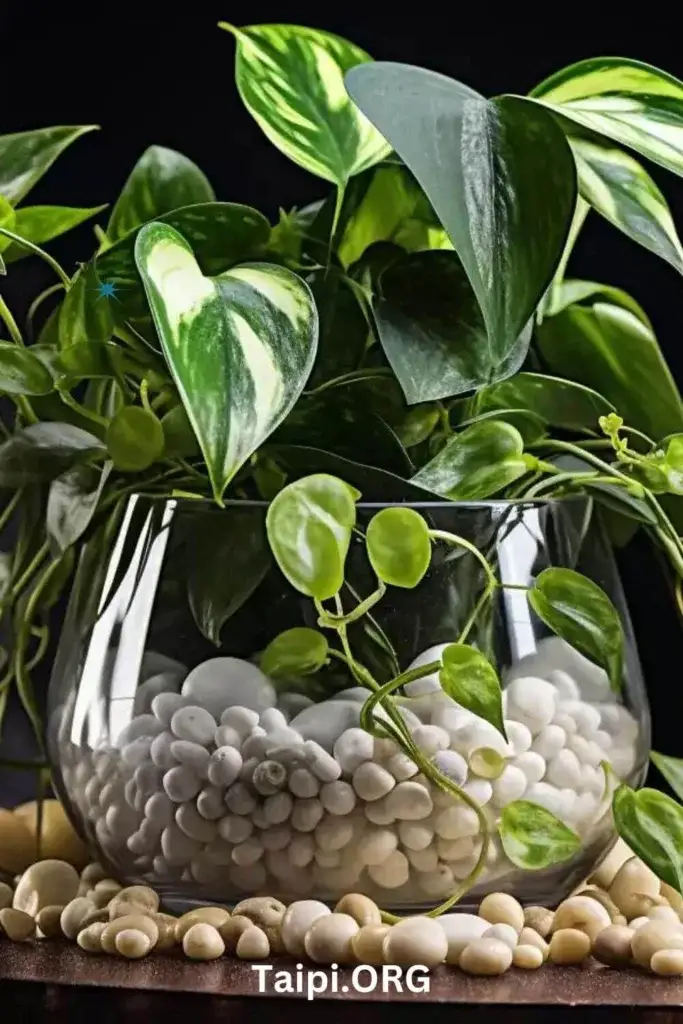 Pearls and Jade Pothos