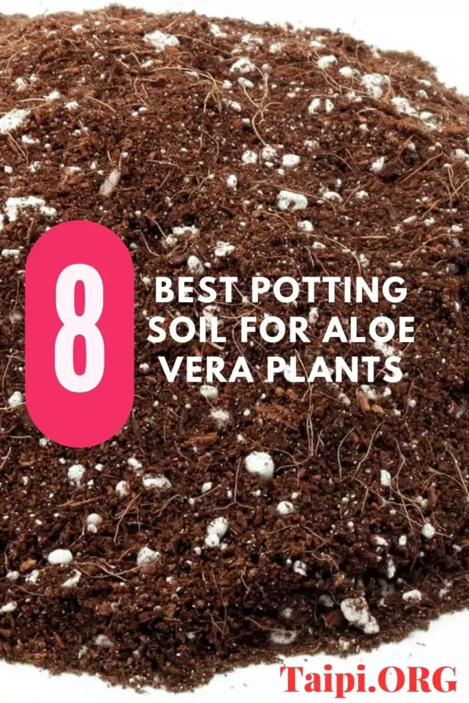 Best Potting Soil for Aloe Vera Plants