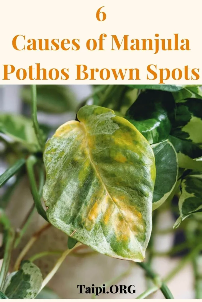 Manjula Pothos Brown Spots