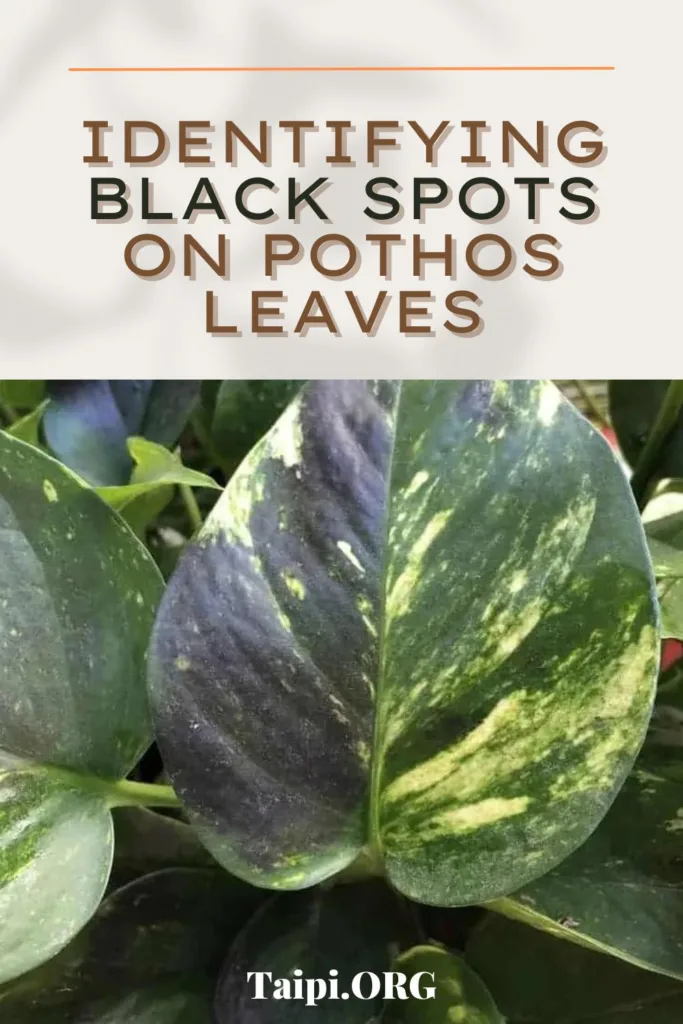 Black Spots on Pothos Leaves