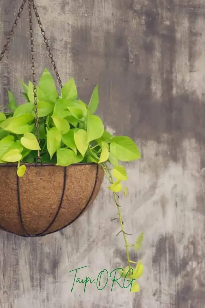 Does Pothos Like Direct Sunlight? 