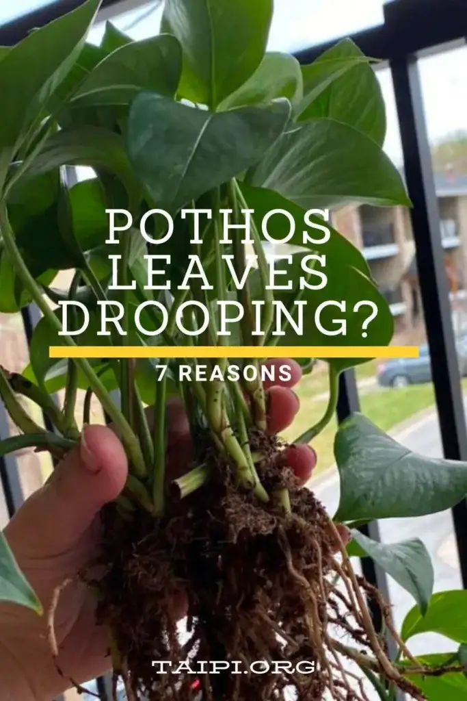 Pothos Drooping