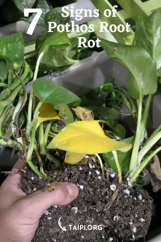 Pothos Root Rot