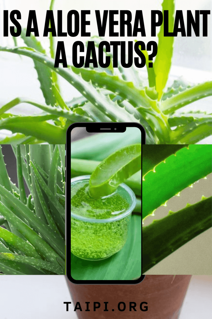 Is a Aloe Vera Plant a Cactus