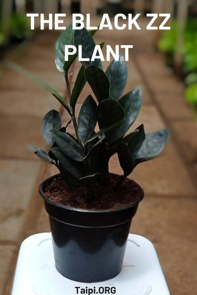 Black ZZ Plant Care