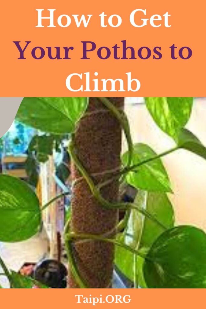 How to Get Your Pothos to Climb