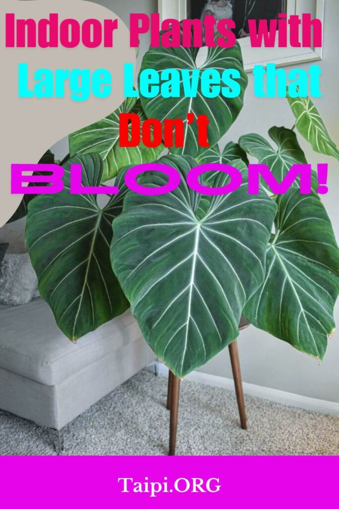 Indoor Plants with Large Leaves That Don't Bloom