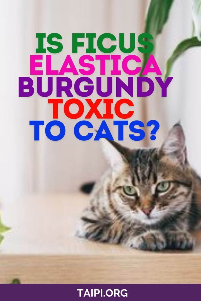 Is Ficus Elastica Burgundy Toxic to Cats? The American Indoor Plants