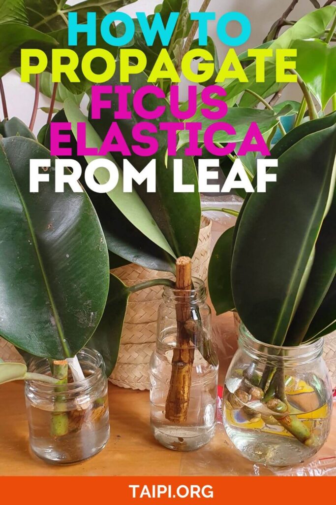 How to Propagate Ficus Elastica from Leaf