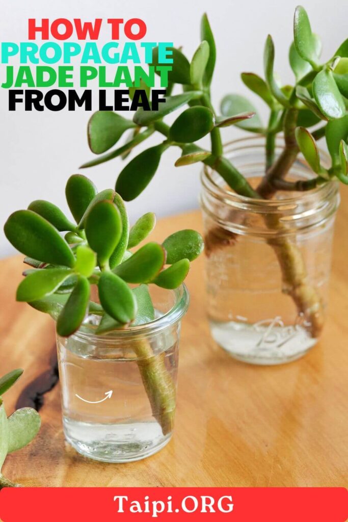 How to Propagate Jade Plant from Leaf