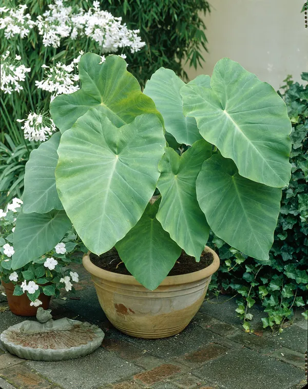 Indoor Plants with Large Leaves That Don't Bloom