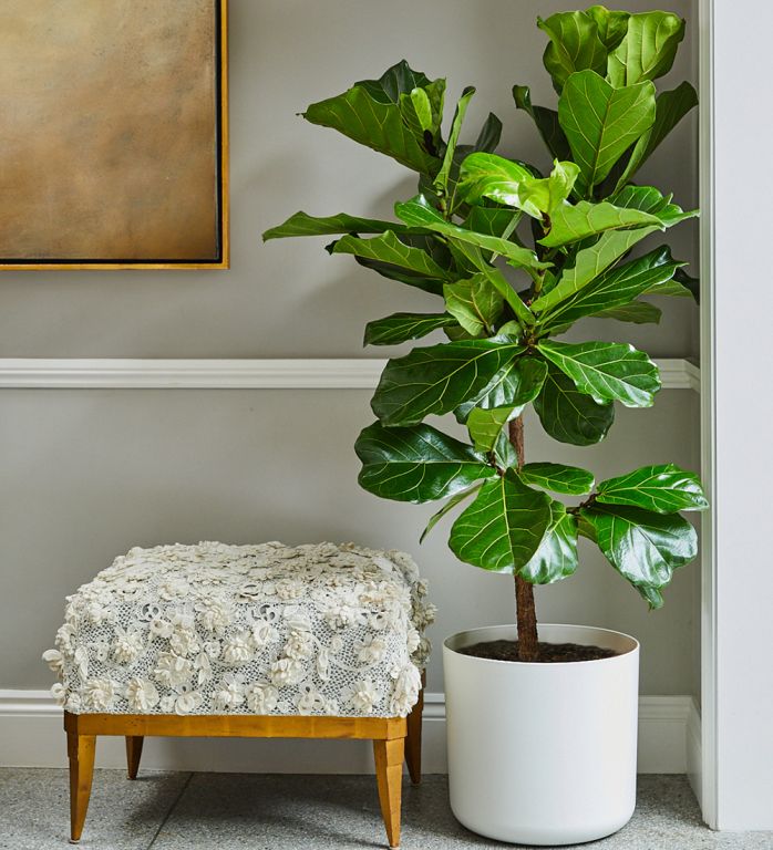 Indoor Plants with Large Leaves That Don't Bloom