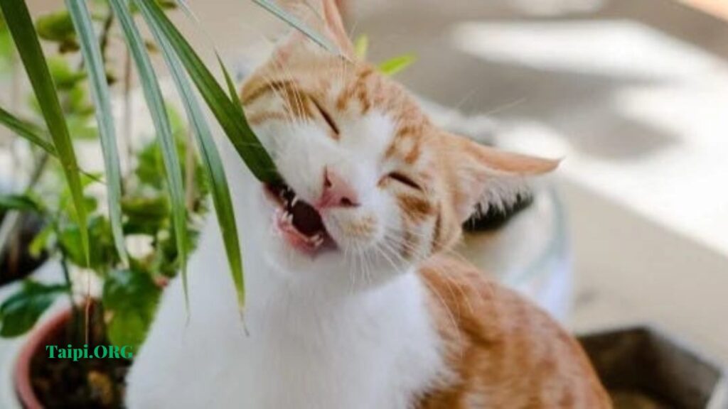 Is Callisia Repens Toxic to Cats