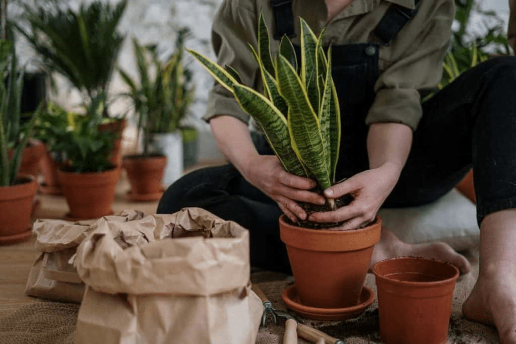 How to Make Snake Plant Grow Faster