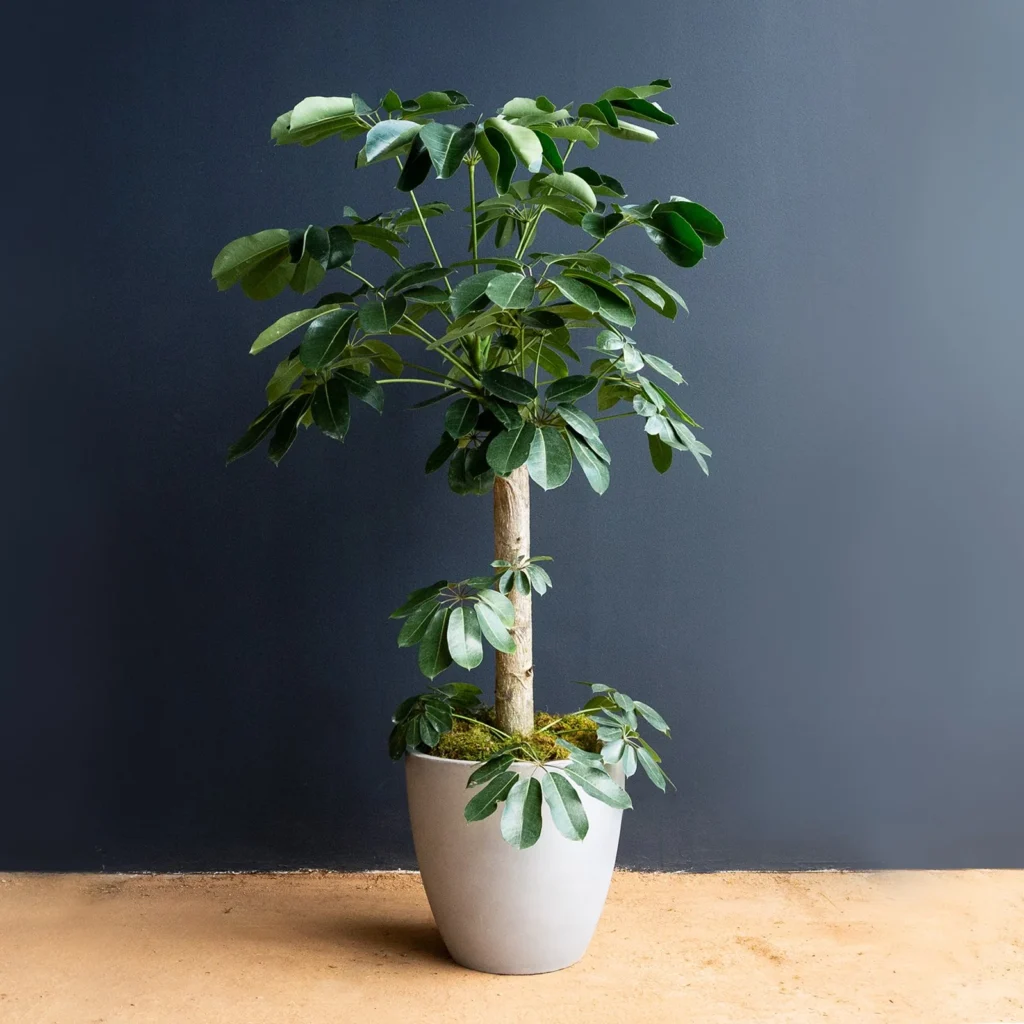 Indoor Plants with Large Leaves That Don't Bloom